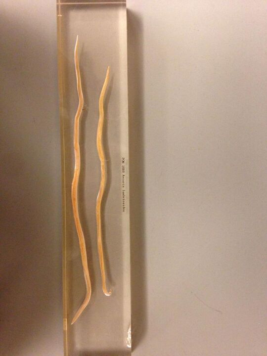 Nematodes