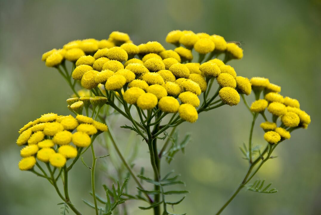 Eliminate the Helminth invasion using tansy
