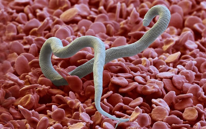Heartworm - a parasite that enters the skin through insect bites
