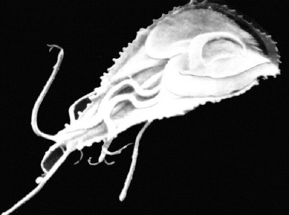 Giardia is a flagellated parasitic protozoan. 