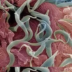 Helminths